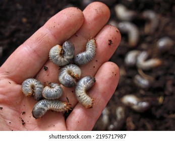 White Grub Worms, Larvae Of Chafer, Usally Known As May Beetle Or June Bug In Male Hand, Pests In Soil Are Annoying For Gardeners