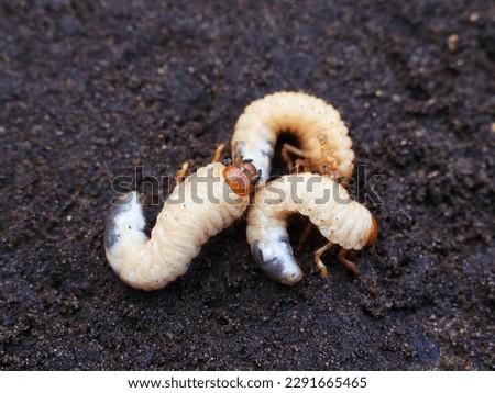White grubs cockchafers against the background of the soil. Larva.