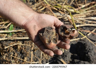  White Grubs Eating Potatoes. Farmer Hold In Hand Potatos Damaged By A White Grub.
