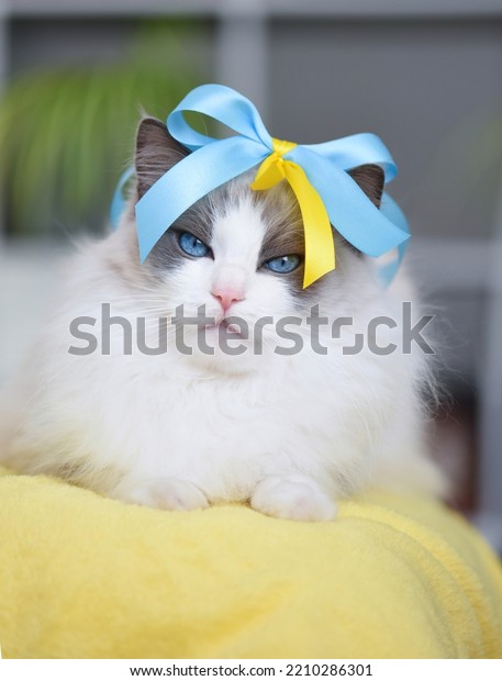 White grumpy cat (young purebred blue bicolour ragdoll\
female) looking funny with her accessories (ribbon in blue and\
yellow). Portrait of longhaired, well groomed and healthy feline\
with blue eyes.  