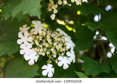 White guelder-rose (Viburnum opulus) flowers with green leaves background - Shutterstock ID 1109316218
