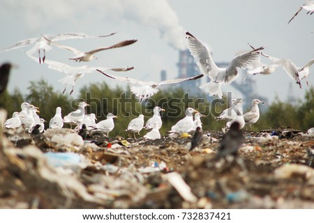 White gulls fly in summer day over a large pile of crock in a city dump