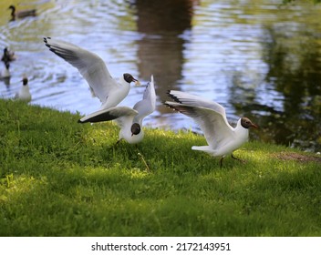 White gulls in a park near St. Petersburg