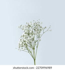 White gypsophila flower on a white background, minimalist aesthetic floral composition - Shutterstock ID 2270996989