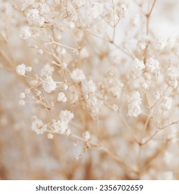 White gypsophila flowers or baby's breath flowers close up on beige  background selective focus. Flowers background.Botanical poster