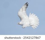 A white gyrfalcon in pursuit