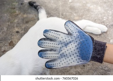 White Hair Cat Loss On Grooming Gloves After Brush 