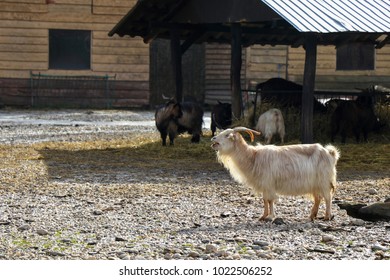 White Hairy Goat Screaming At Farm