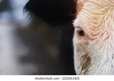 White Half Face Portrait Of A Black Cow