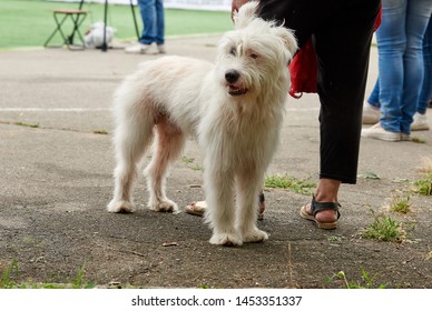 bouvier des ardennes is a mixed breed