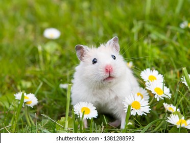 white hamster against the background of a beautiful spring