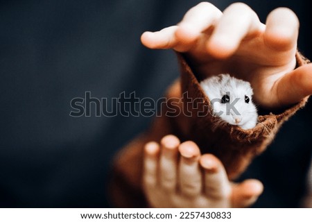 White hamster in the hands of a child. Girl playing with her pet
