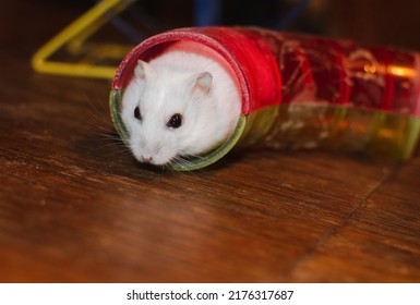 White Hamster In A Tube,cute