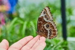 White Hand With Brown Blue Morpho Butterfly Resting On Fingertips
