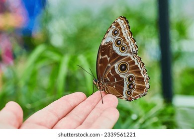 White hand with brown Blue Morpho butterfly resting on fingertips - Powered by Shutterstock