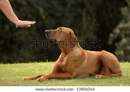 A white hand of a caucasian woman showing her obedient Rhodesian Ridgeback hound dog with cute expression in the face the sign without words for DOWN outdoors in the park