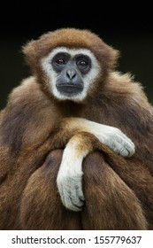 White Handed Gibbon