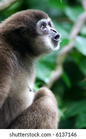 White Handed Gibbon