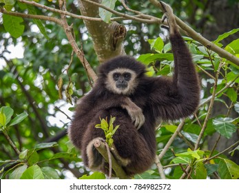 White Handed Gibbon