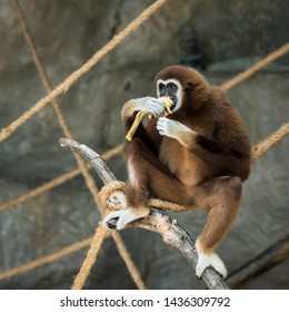 White Handed Gibbon Eating Bananas.