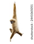 White handed Gibbon or Lar Gibbon (Hylobates lar) hanging from a tree on a white background