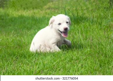 Petit chiot blanc heureux assis sur une pelouse : photo de stock
