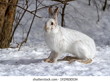 White Hare In The Forest In Winter.