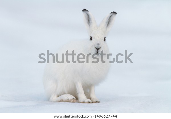 白いハレ ウサギはツンドラの雪の上に座る 動物の接写 目と目 北極の野生生物 チュコトカの自然と動物 シベリア 極東ロシア の写真素材 今すぐ編集