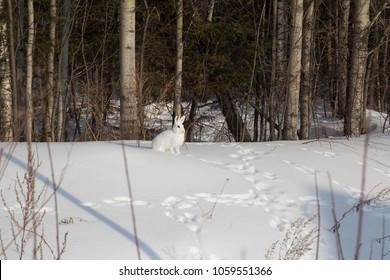 White Hare Sitting In The Snow