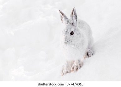 White Hare In The Snow