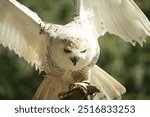 White Harry Potter style owl