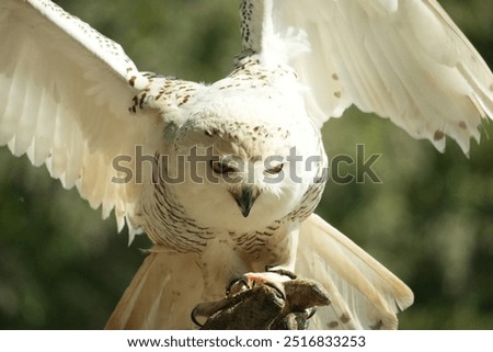 White Harry Potter style owl