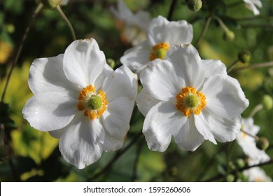 White harvest anemone flowers in full sunlight