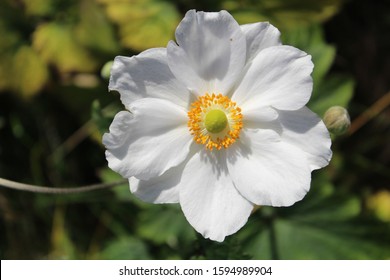 White harvest anemone in full sun with green background