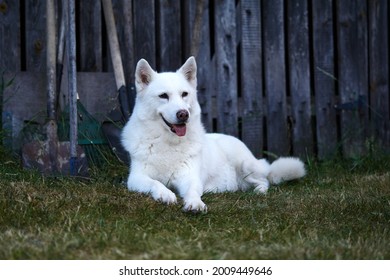 white haski dog sits and looks around. High quality photo