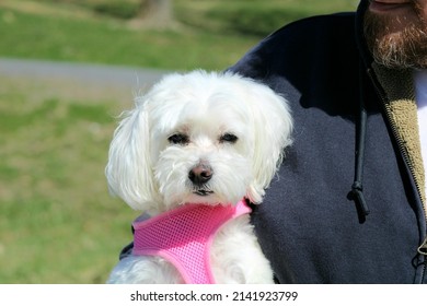 White Havanese Dog In The Hudson Valley NY.