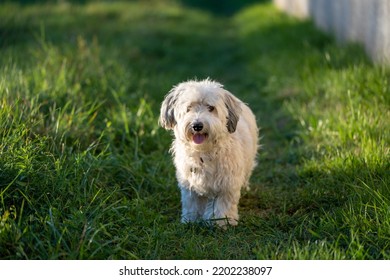 White Havanese Dog On Grass