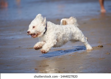 White havanese dog playing on the beach runnign after ball in sea water