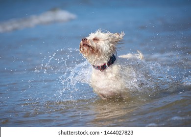White havanese dog playing on the beach runnign after ball in sea water