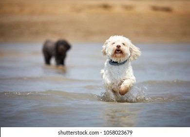 White havanese dog running on the beach on the ocean with water