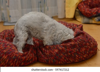 White Havanese Plays In His Big Dog Bed