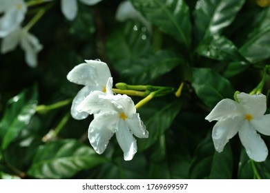 White Hawaiian Flower. Summer Garden.