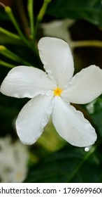 White Hawaiian Flower. Summer Garden.