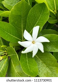 White Hawaiian Gardenia Flower