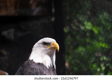 White Hawk Face In Shadow