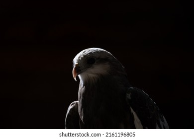 White Hawk Face In Shadow