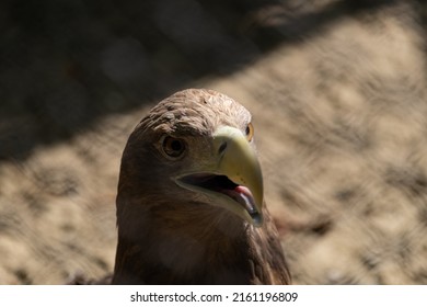 White Hawk Face In Shadow