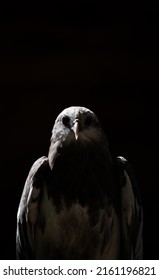 White Hawk Face In Shadow