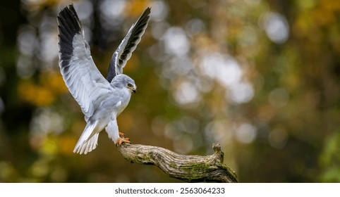 A white hawk perched on a branch with wings spread against a blurred autumn background. - Powered by Shutterstock