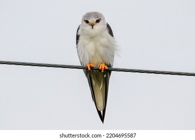 White Hawk Perched On A Sling